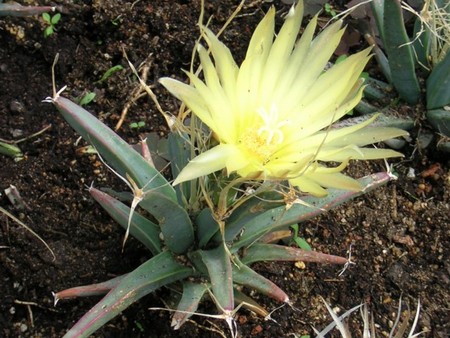 leuchtenbergia