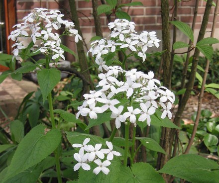 lunaria