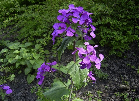 lunaria