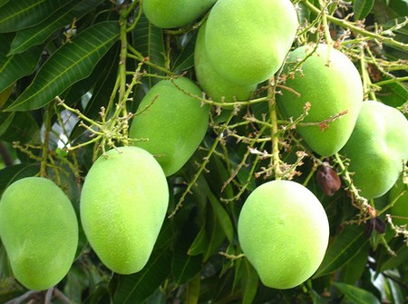 Alberi da frutto: il Mango