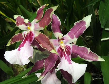 miltonia