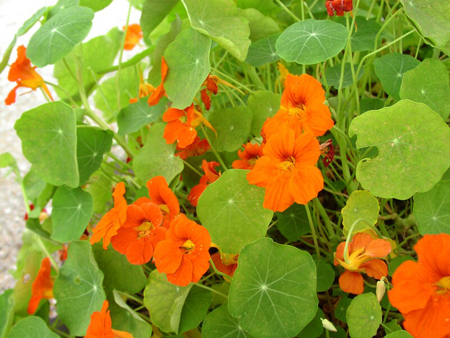 Nasturzio, fiori eduli, spicy leaves, semi da piantare