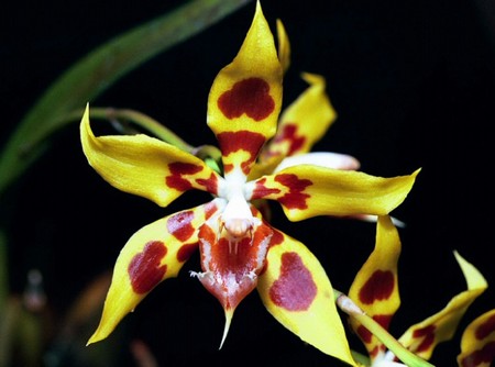 odontoglossum