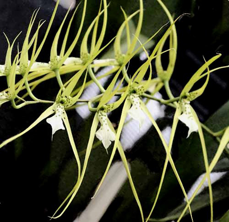 L'orchidea brassia, ovvero l'orchidea "ragno"