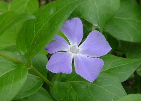 pervinca