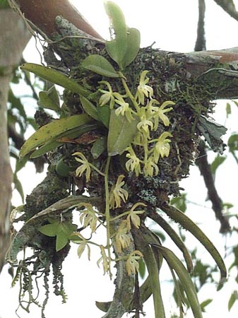 Le piante epifite
