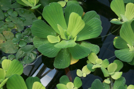 pistia