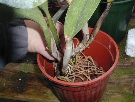 rinvasare orchidee