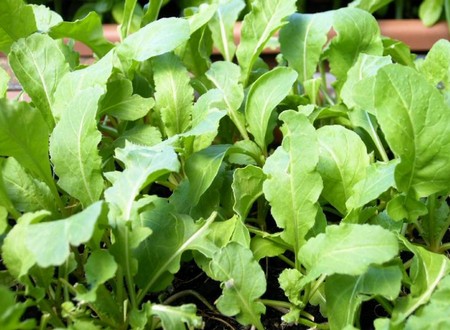 rucola