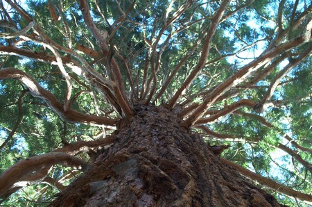 Alberi monumentali: la Sequoia gigante