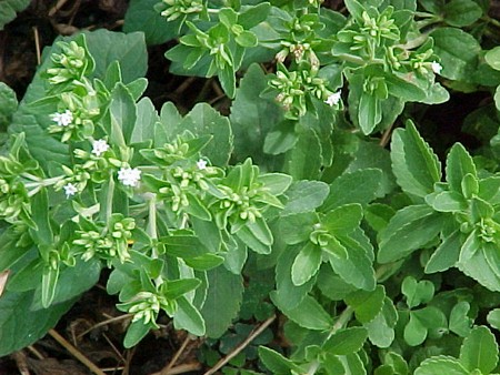 Piante aromatiche: la Stevia