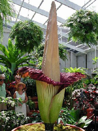 Amorphophallus