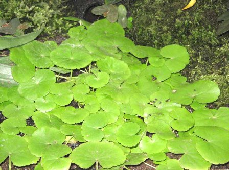 Cardamine lyrata