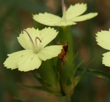 Dianthus Knappii