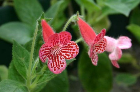 Kohleria