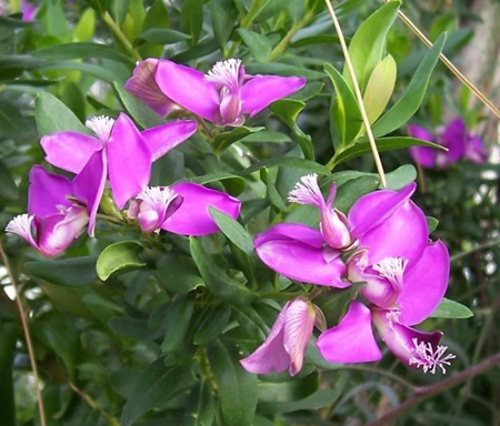 Polygala myrtifolia