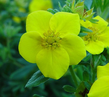 Potentilla_fruticosa