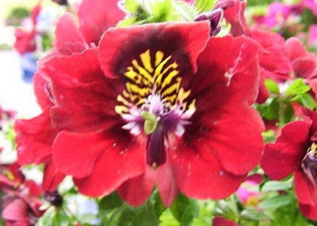 schizanthus