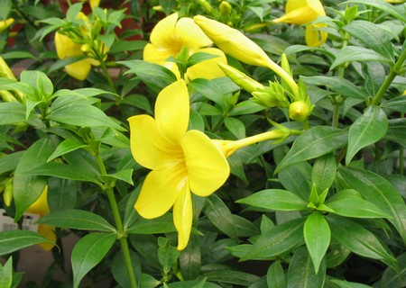 allamanda