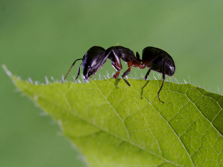 Allontanare le formiche dal giardino con il caffè