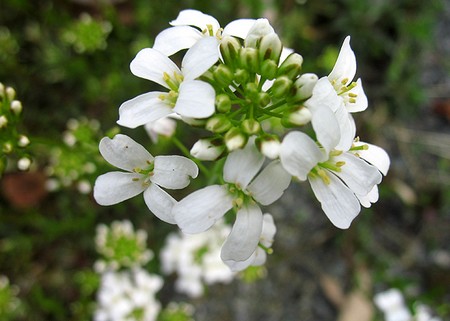 arabis