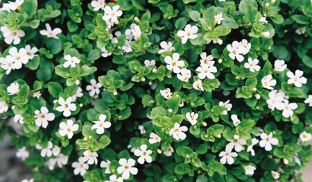 bacopa