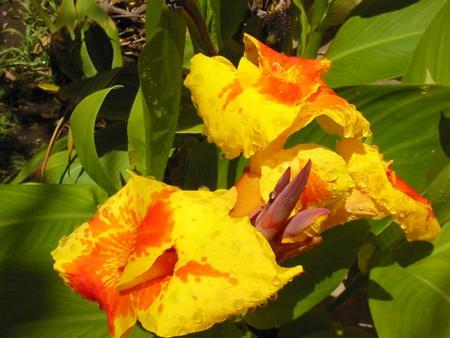 canna da fiore