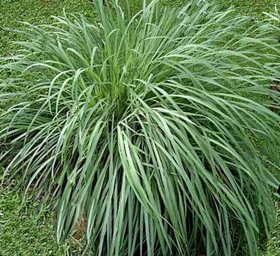 citronella