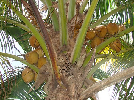 cocos nucifera