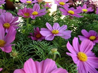 Cosmea Maestosa Margherita Pollicegreen