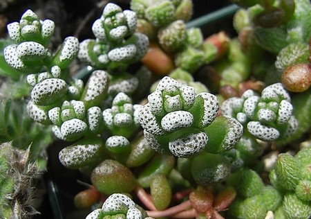 crassula corallina