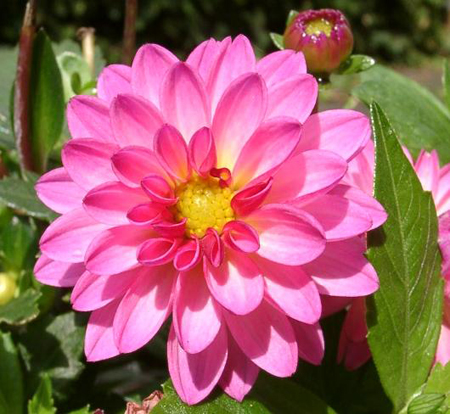 dahlia2