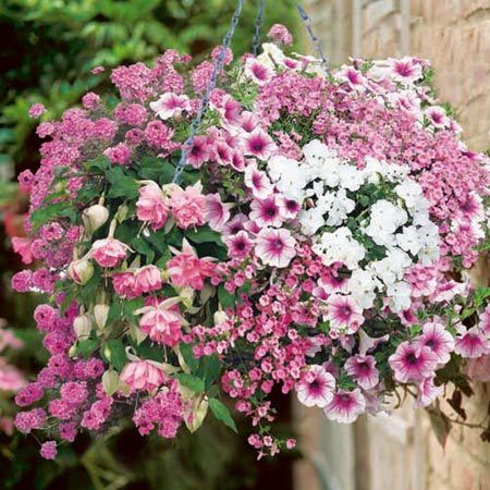 diascia cordata