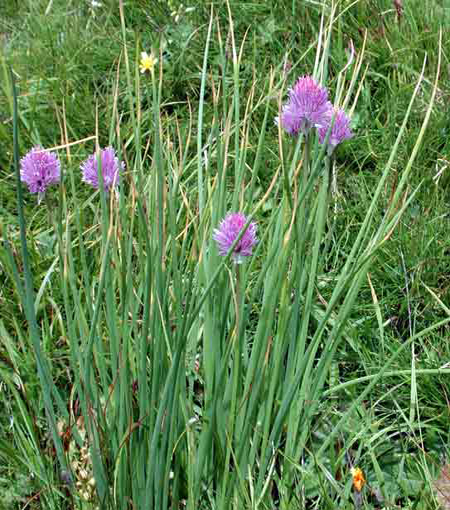 erba cipollina