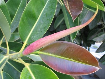 ficus indiano