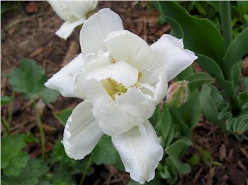 fiori del mese di maggio