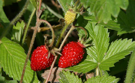 fragaria vesca