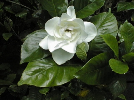 gardenia coltivazione