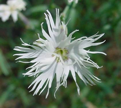 Dianthus arenarius