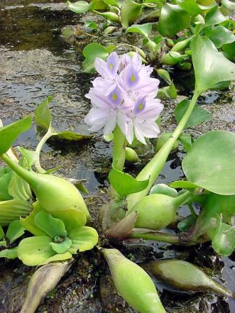 Eichornia crassipes, ovvero il giacinto d'acqua