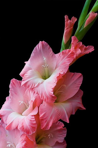 gladiolus-1