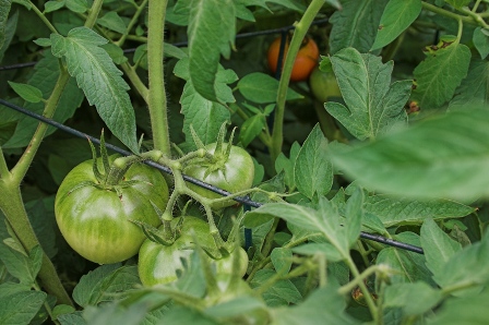 lavori orto maggio