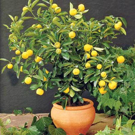 Come coltivare i limoni in vaso