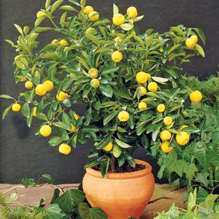 limoni in vaso