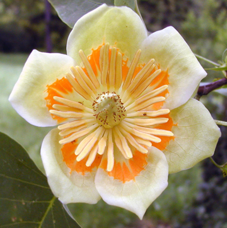 liriodendron_tulipifera2