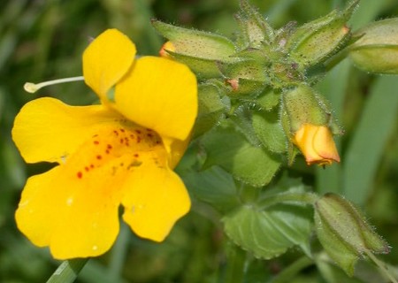 mimulus