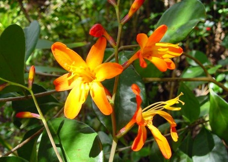 crocosmia