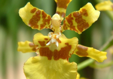 L'orchidea Oncidium