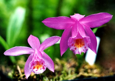 orchidea pleione