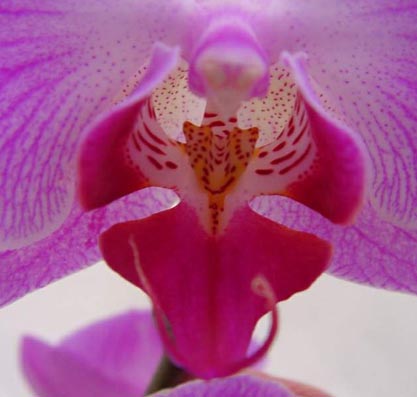 Le orchidee non vanno rinvasate in vasi di cotto